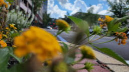 flowers on summers street in downtown charleston.